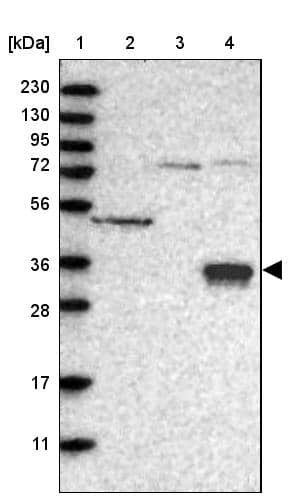 Lane 1: Marker [kDa] 230, 130, 95, 72, 56, 36, 28, 17, 11Lane 2: Human cell line RT-4Lane 3: Human cell line U-251MG spLane 4: Human plasma (IgG/HSA depleted)