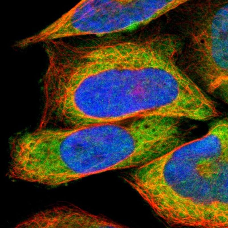 Staining of human cell line U-2 OS shows localization to nucleoplasm & cytosol.