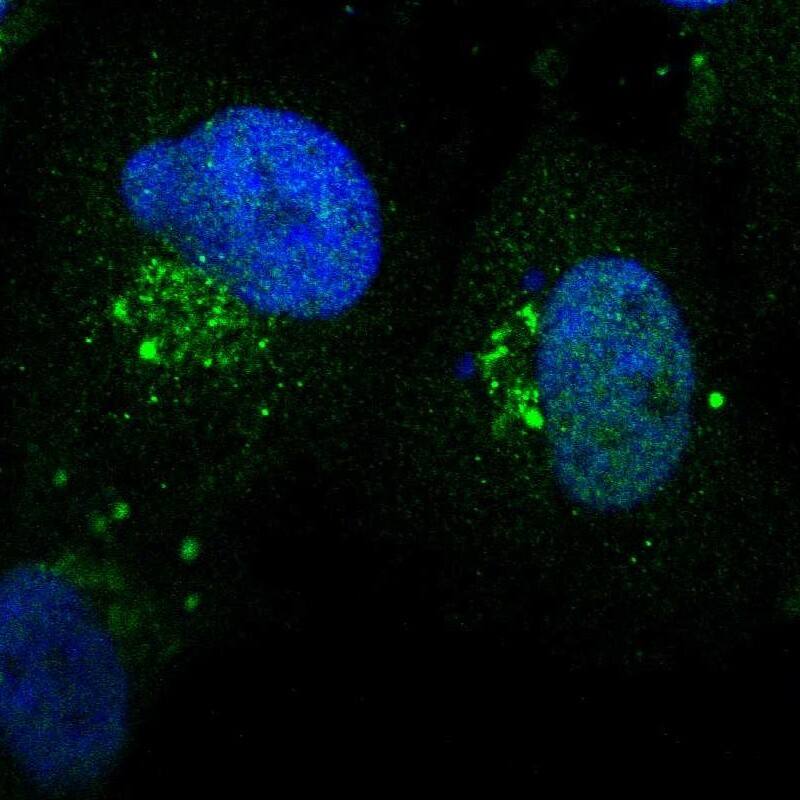 Immunocytochemistry/ Immunofluorescence ZNF75 Antibody - BSA Free