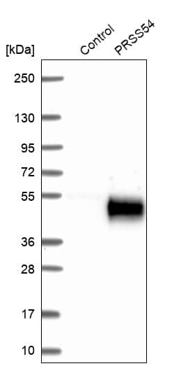 Analysis in control (vector only transfected HEK293T lysate) and PRSS54 over-expression lysate (Co-expressed with a C-terminal myc-DDK tag (~3.1 kDa) in mammalian HEK293T cells).