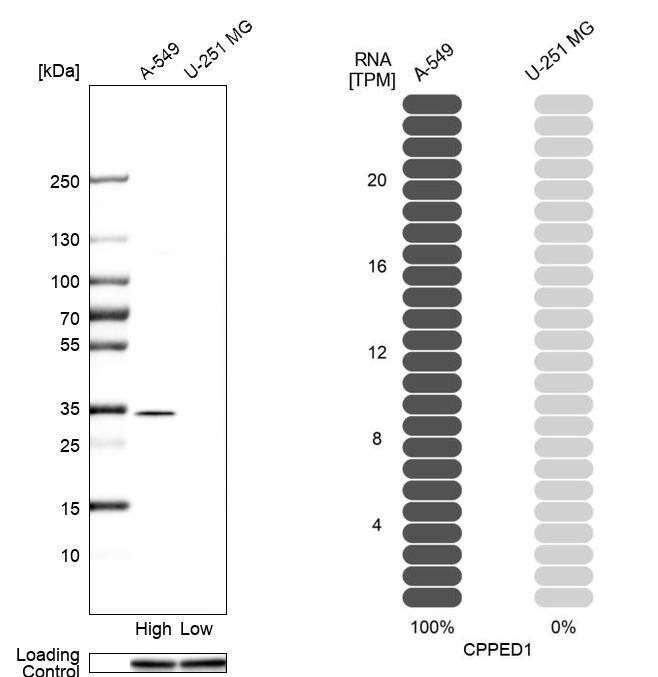 Western Blot CSTP1 Antibody - BSA Free
