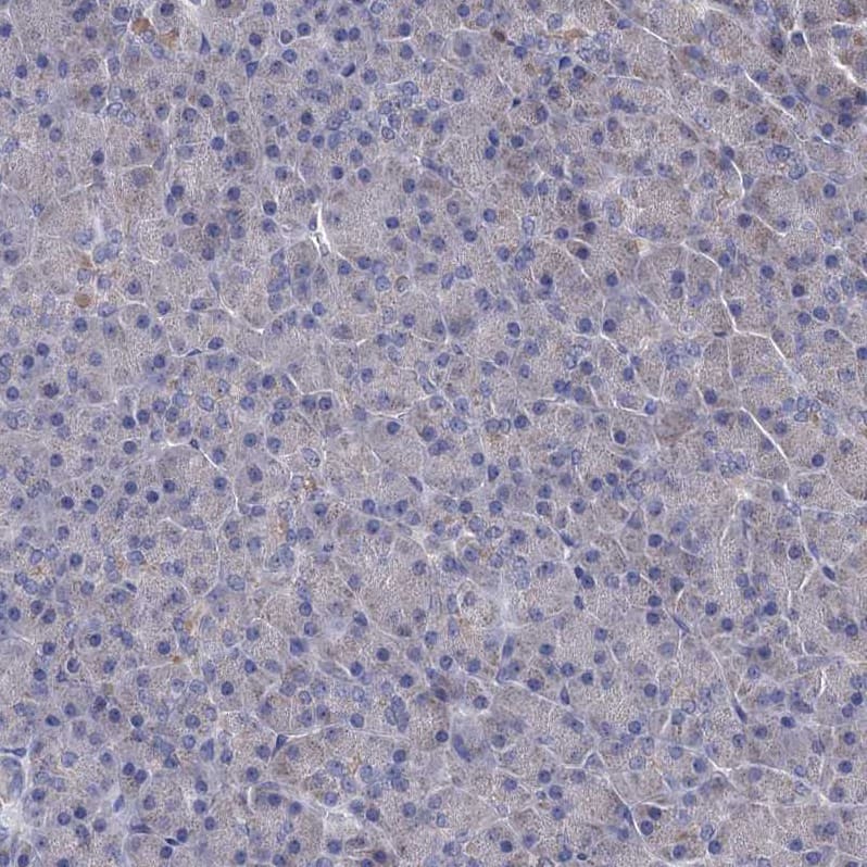 Immunohistochemistry-Paraffin CSTP1 Antibody - BSA Free