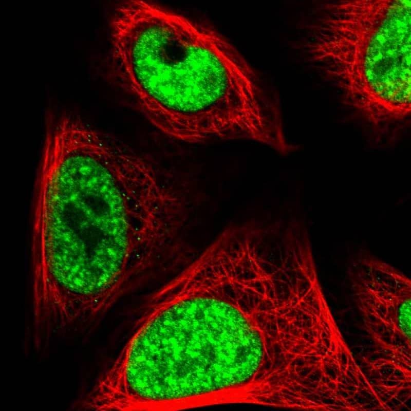 Staining of human cell line U-2 OS shows localization to nuclear speckles.