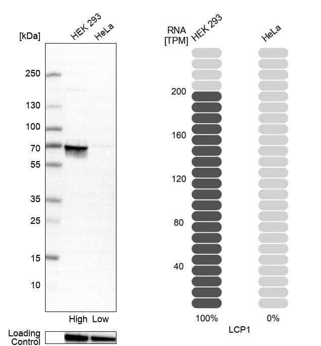 Western Blot Plastin L Antibody - BSA Free