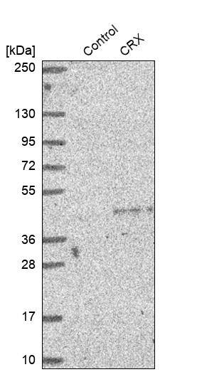Analysis in control (vector only transfected HEK293T lysate) and CRX over-expression lysate (Co-expressed with a C-terminal myc-DDK tag (~3.1 kDa) in mammalian HEK293T cells).