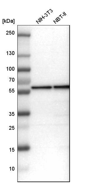 Analysis in mouse cell line NIH-3T3 and rat cell line NBT-II.