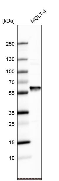 Analysis in human cell line MOLT-4.