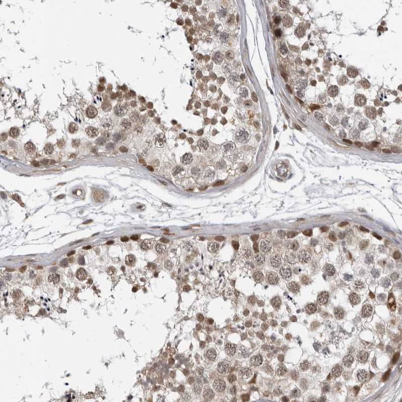 Staining of human testis shows moderate  nuclear positivity in cells in seminiferous ducts.