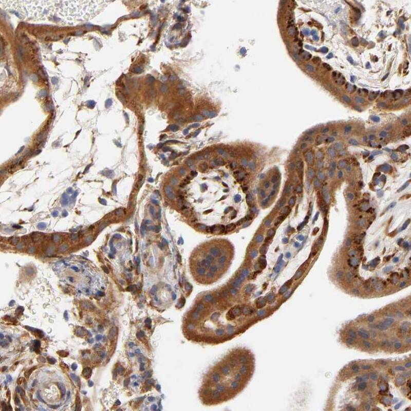 Staining of human placenta shows high expression.