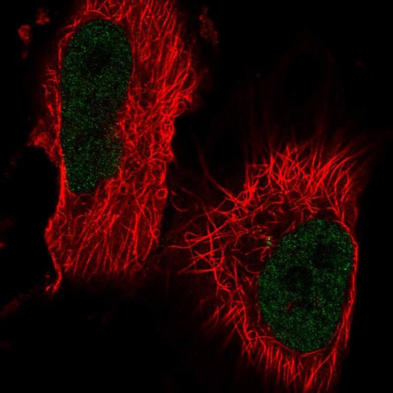 Staining of human cell line U-251 MG shows localization to nucleoplasm.