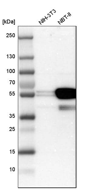 Analysis in mouse cell line NIH-3T3 and rat cell line NBT-II.