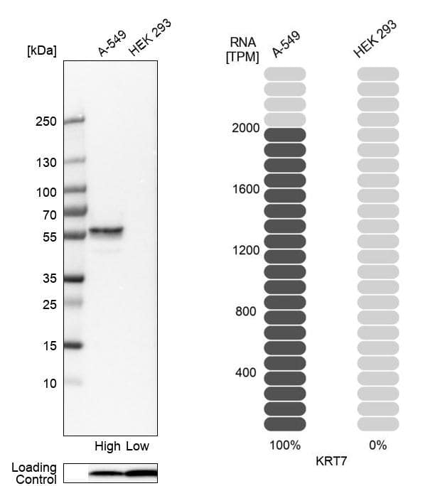 <b>Orthogonal Strategies Validation. </b>Analysis in human cell lines A-549 and HEK293 using Anti-KRT7 antibody. Corresponding KRT7 RNA-seq data are presented for the same cell lines. Loading control: Anti-COX4I1.