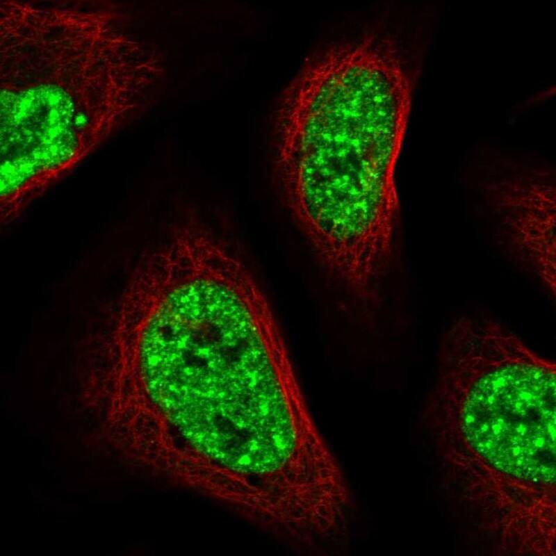 Immunocytochemistry/ Immunofluorescence CIP29 Antibody - BSA Free