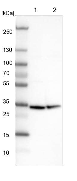 Western Blot CIP29 Antibody - BSA Free