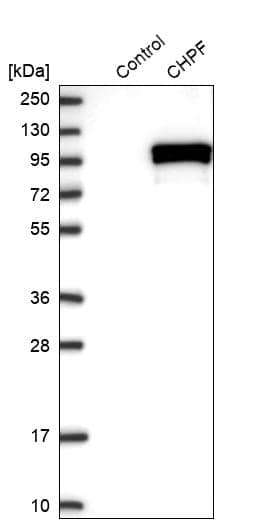 Western Blot CHSS2 Antibody - BSA Free