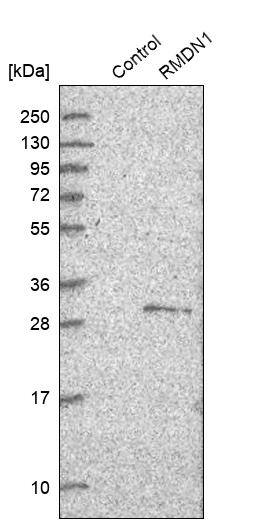 Western Blot RMD1 Antibody - BSA Free