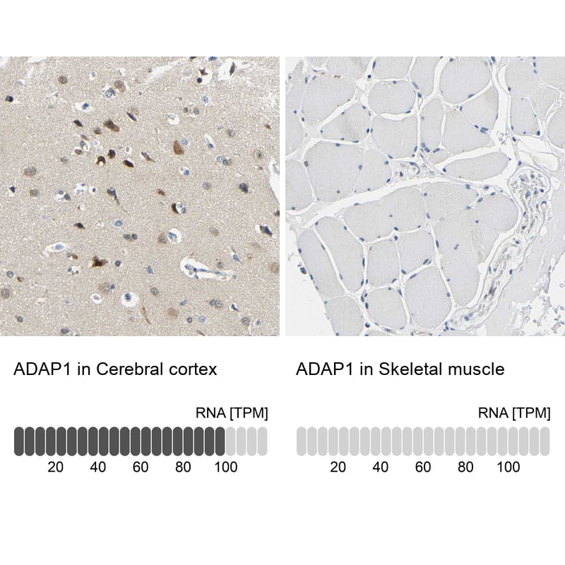 Analysis in human cerebral cortex and skeletal muscle tissues using HPA012049 antibody. Corresponding ADAP1 RNA-seq data are presented for the same tissues.