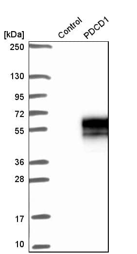 Analysis in control (vector only transfected HEK293T lysate) and pDCD1 over-expression lysate (Co-expressed with a C-terminal myc-DDK tag (~3.1 kDa) in mammalian HEK293T cells).