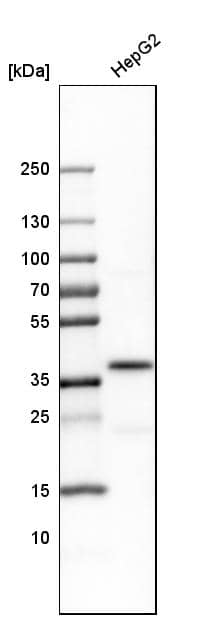 Analysis in human cell line HepG2.