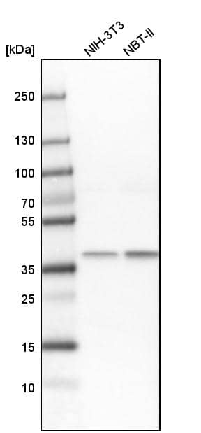 Western Blot Transaldolase 1 Antibody - BSA Free