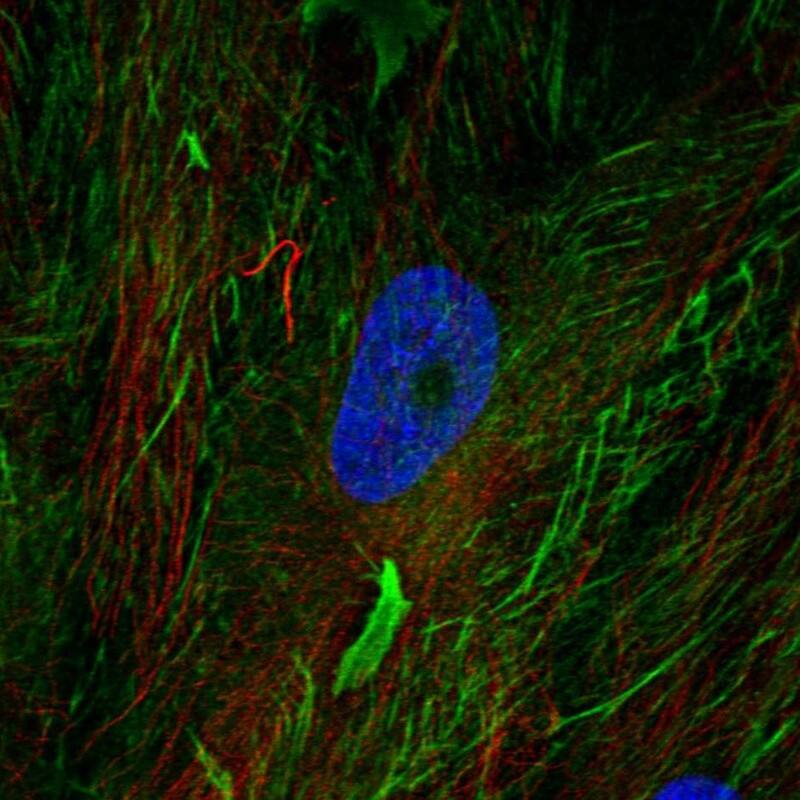 Immunocytochemistry/ Immunofluorescence Fibulin 2 Antibody - BSA Free