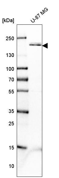Analysis in human cell line U-87 MG.