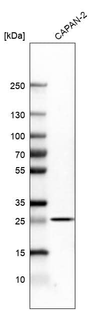 Analysis in human cell line CAPAN-2.