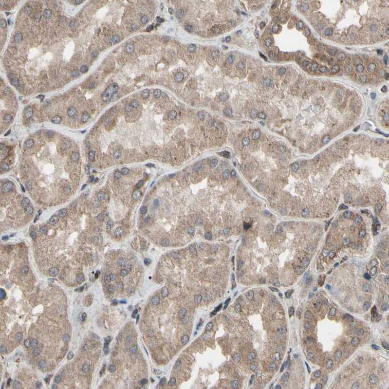 Staining of human kidney shows weak cytoplasmic positivity in cells in tubules.