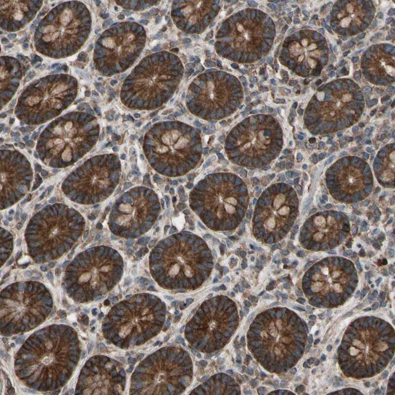 Staining of human small intestine shows strong cytoplasmic positivity in glandular cells.