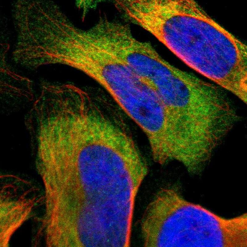 Staining of human cell line U-2 OS shows localization to cytosol.