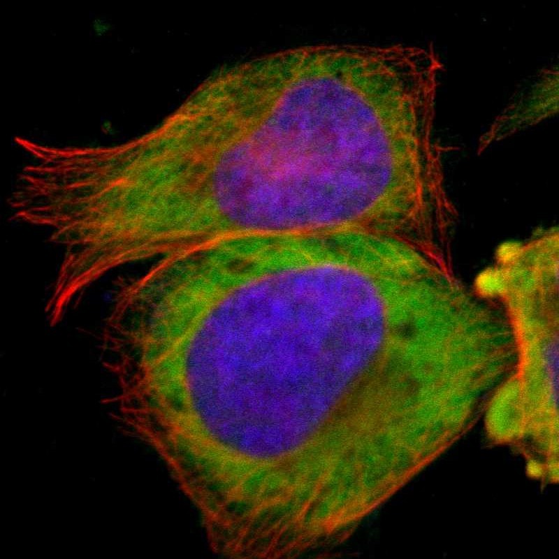 Immunocytochemistry/ Immunofluorescence TCP1-beta Antibody - BSA Free
