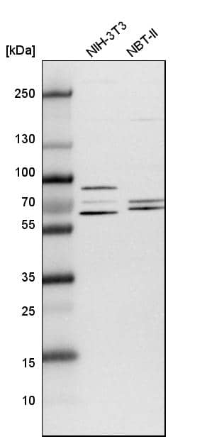 Analysis in mouse cell line NIH-3T3 and rat cell line NBT-II.