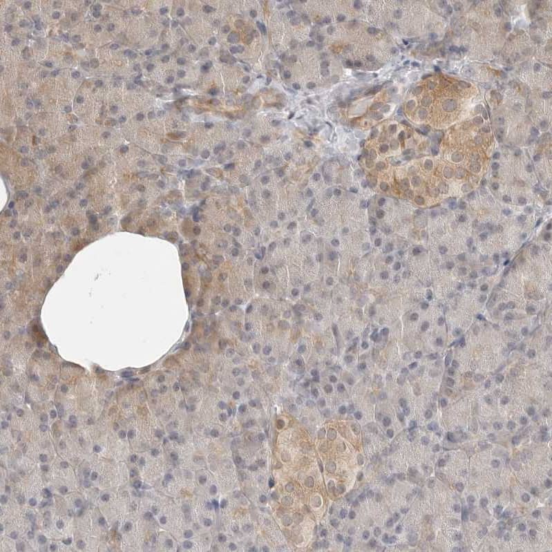 Staining of human pancreas shows weak cytoplasmic positivity in endocrine glandular cells.