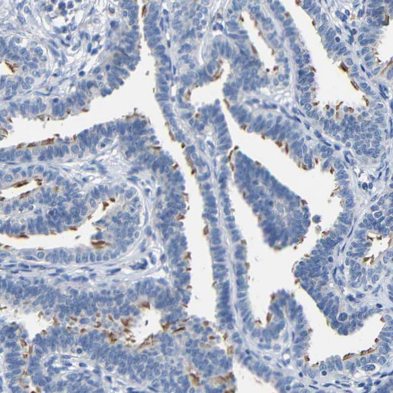 Staining of human fallopian tube shows strong positivity in cilia in glandular cells.
