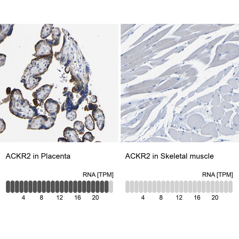 Analysis in human placenta and skeletal muscle tissues using HPA013819 antibody. Corresponding ACKR2 RNA-seq data are presented for the same tissues.
