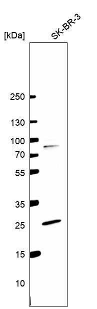 Western Blot PILR-beta Antibody - BSA Free