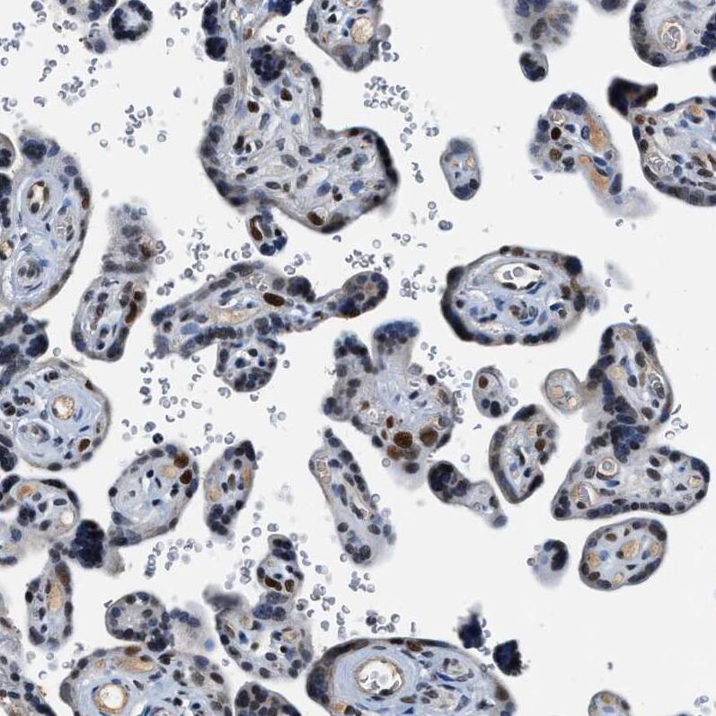 Staining of human placenta shows strong nuclear positivity in decidual cells.
