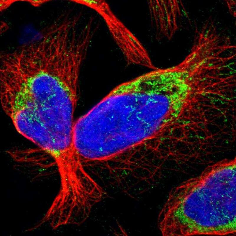 Staining of human cell line U-2 OS shows localization to mitochondria.
