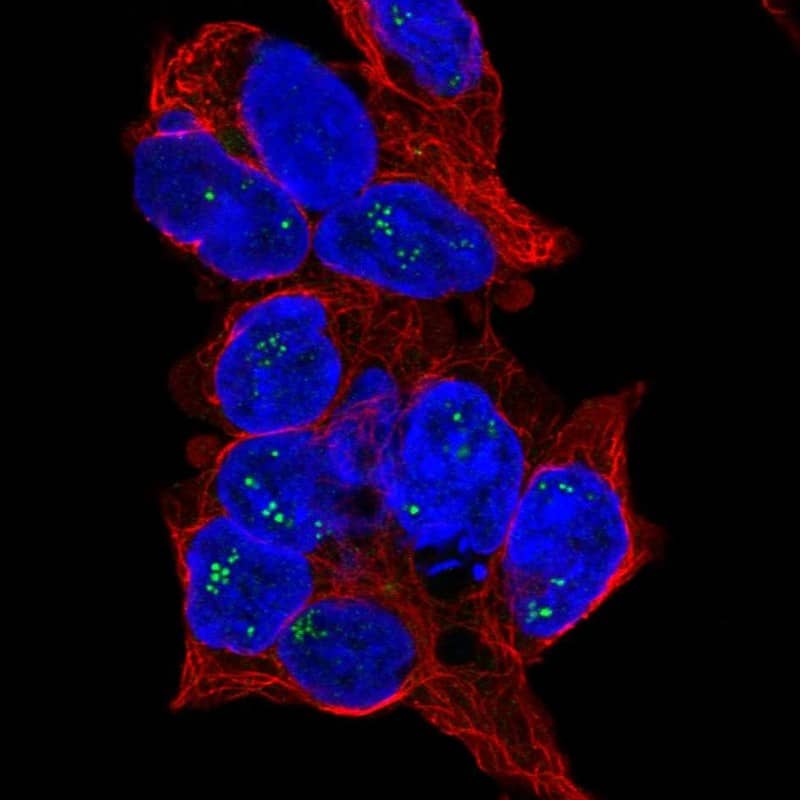 Staining of human cell line HEK 293 shows localization to nucleoli fibrillar center.