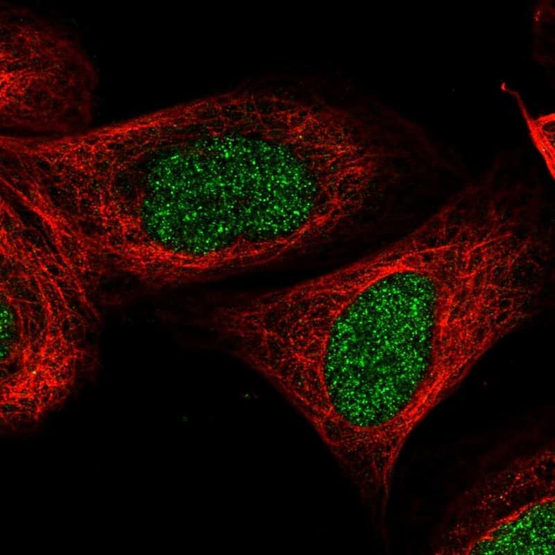 Staining of human cell line U-2 OS shows localization to nucleoplasm.