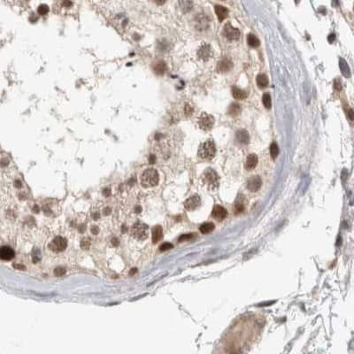 Staining of human testis.