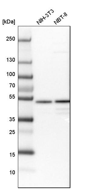 Analysis in mouse cell line NIH-3T3 and rat cell line NBT-II.