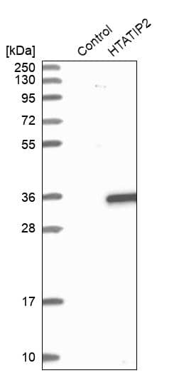Western Blot TIP30 Antibody - BSA Free