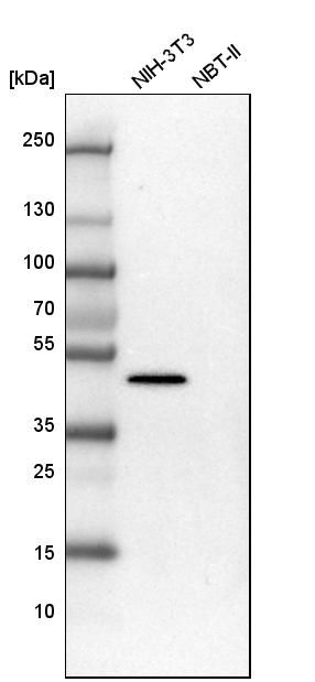 Analysis in mouse cell line NIH-3T3 and rat cell line NBT-II.