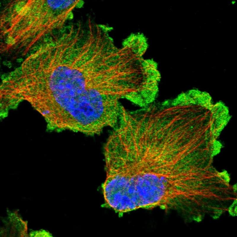 Staining of human cell line U-251 MG shows localization to plasma membrane & cytosol.