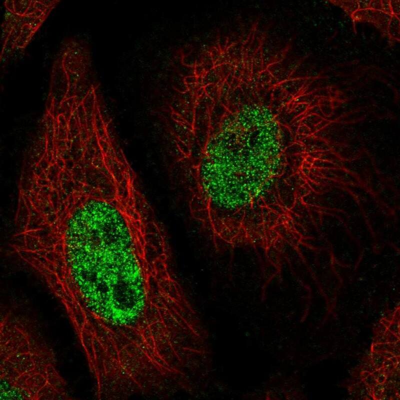 Staining of human cell line HeLa shows localization to nucleoplasm.