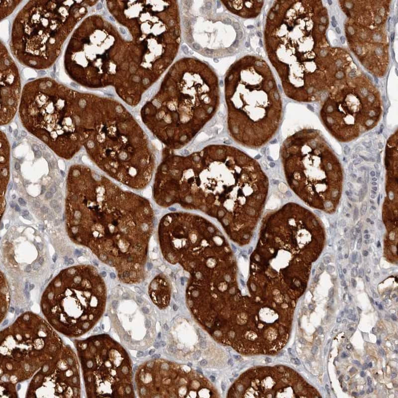 Immunohistochemistry-Paraffin Calpain 15 Antibody - BSA Free