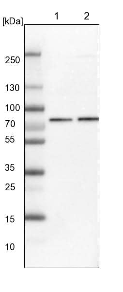 Lane 1: NIH-3T3 cell lysate (Mouse embryonic fibroblast cells)Lane 2: NBT-II cell lysate (Rat Wistar bladder tumour cells)