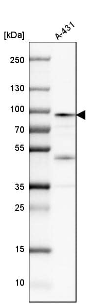 Analysis in human cell line A-431.