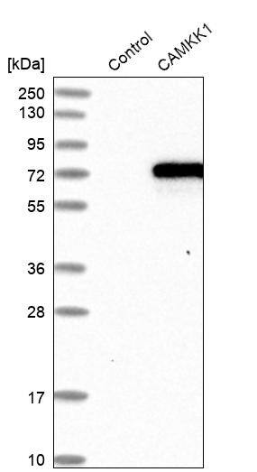 Analysis in control (vector only transfected HEK293T lysate) and CAMKK1 over-expression lysate (Co-expressed with a C-terminal myc-DDK tag (~3.1 kDa) in mammalian HEK293T cells).